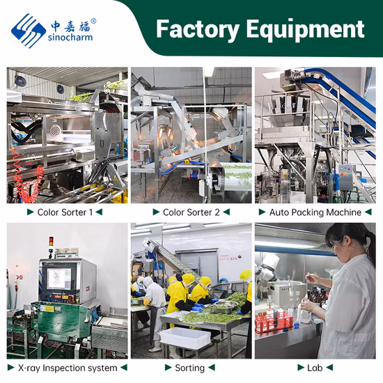 뜨거운 판매 코코넛/티 트리/블루베리 휴가